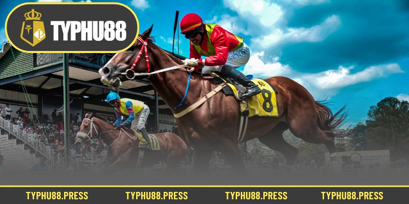 Điểm cần lưu tâm khi đọc hướng dẫn đua ngựa và tham gia cá cược