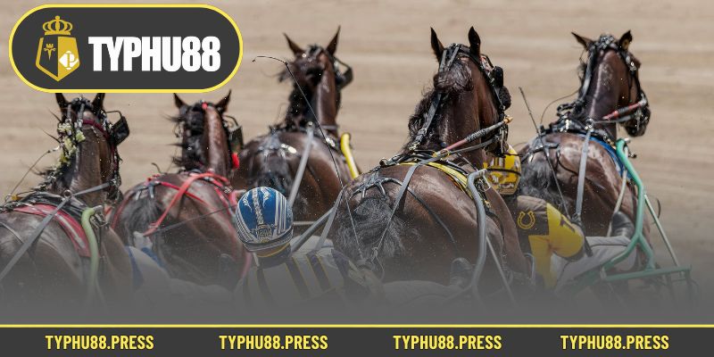 Mẹo cược đua ngựa thắng lớn dành cho bet thủ mới lấn sân