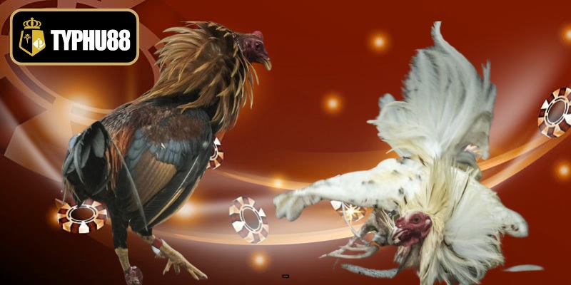 Phương pháp đặt cược mang lại hiệu quả vượt trội